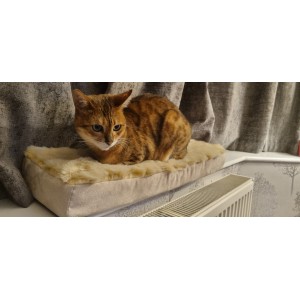 Cat Window Bed - Cream